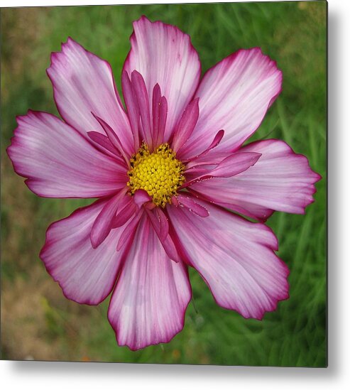 Flower Metal Print featuring the photograph Cosmic Cosmo by Judy Via-Wolff