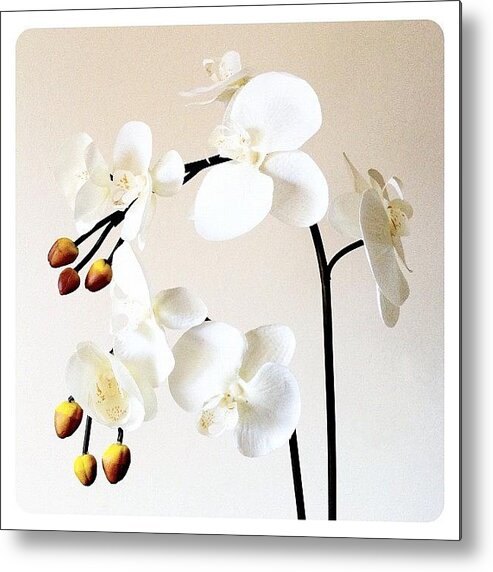 Plant Metal Print featuring the photograph Cream by Mark B