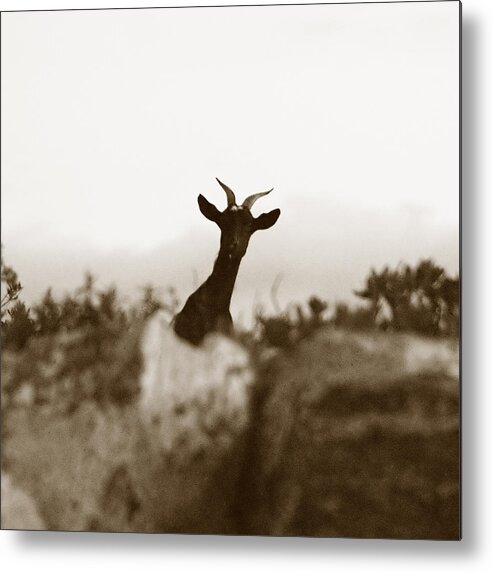 Goat Metal Print featuring the photograph Curiosity by Laura Melis