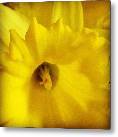 Photojojomacro Metal Print featuring the photograph Daffodil by Christopher Campbell