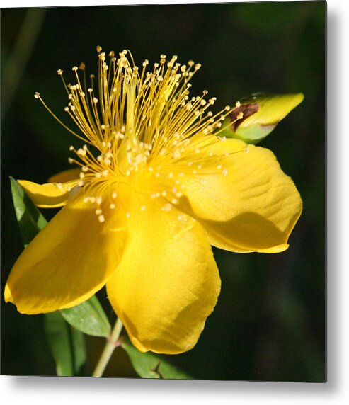 Flower Metal Print featuring the photograph Dainty Yellow by Donna Corless