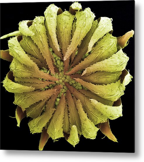 Daisy Metal Print featuring the photograph Daisy Bud, Sem by Steve Gschmeissner