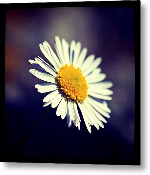 Flower Metal Print featuring the photograph Daisy #photography #instagram #iphone by Roberto Pagani