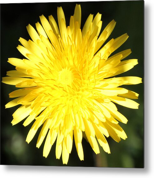 Yellow Metal Print featuring the photograph Dandelion Detail by Mark J Seefeldt