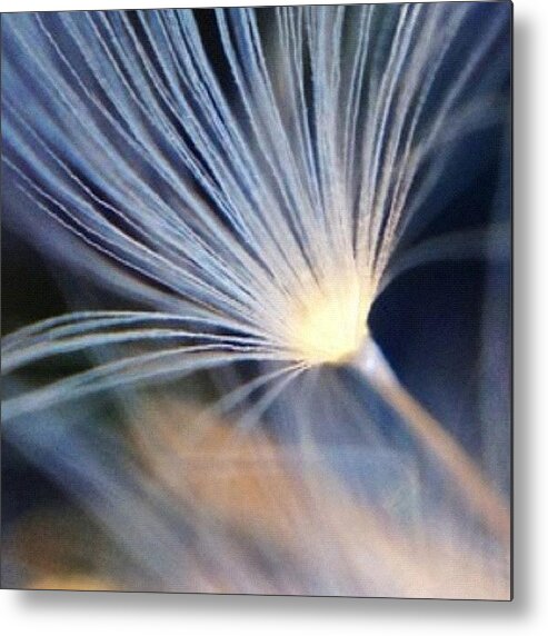 Linwood Metal Print featuring the photograph Dandelion Macro by Penni D'Aulerio