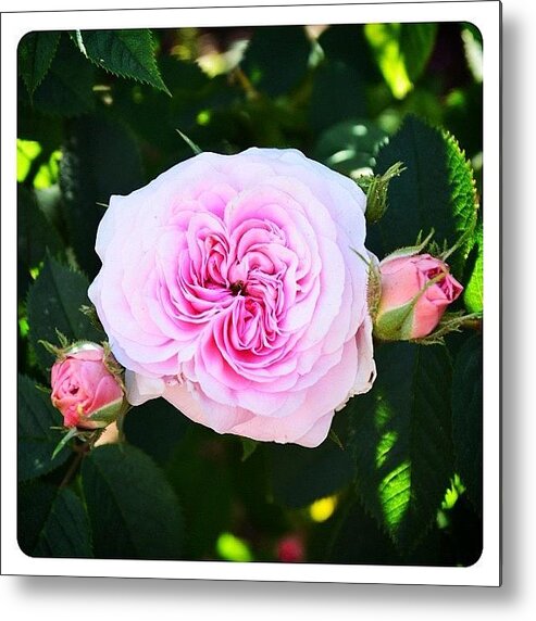 Mobilephotography Metal Print featuring the photograph David Thompson Rose by Natasha Marco