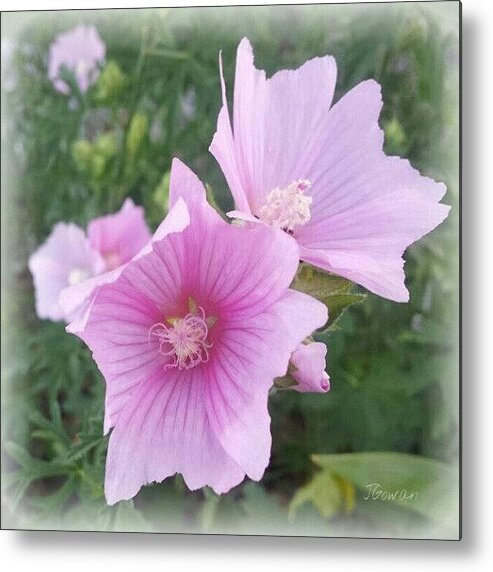 Pink Metal Print featuring the photograph Delicate Flower. #flower #flowers by Jess Gowan