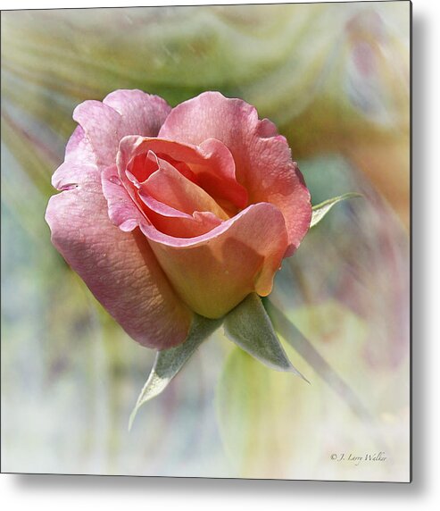 J Larry Walker Metal Print featuring the photograph Dew Drop Pink Rose by J Larry Walker