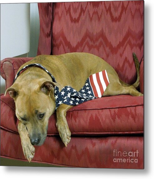 Dog Metal Print featuring the photograph Dog Tired by Renee Trenholm