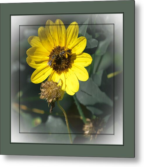 Flower Metal Print featuring the photograph Double Duty by DigiArt Diaries by Vicky B Fuller