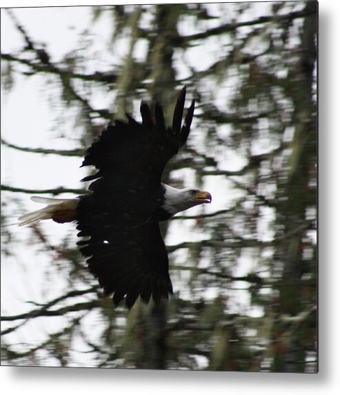 Eagle Metal Print featuring the photograph Eagle Fly By by Cathie Douglas