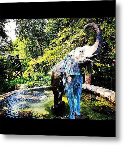 Elephant Metal Print featuring the photograph Elephant Bathing At St. Louis Zoo by Rex Pennington