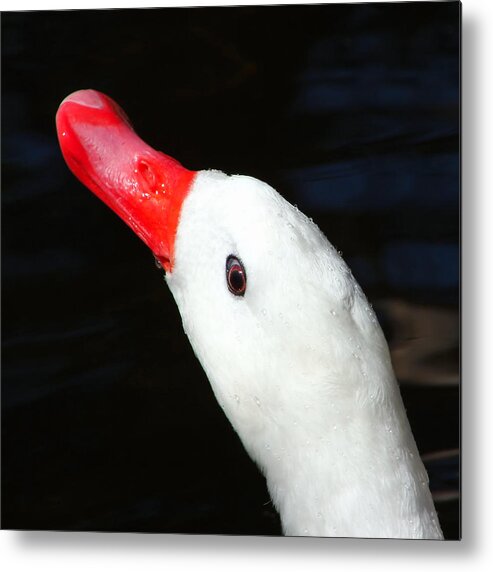 Swan Metal Print featuring the photograph Eye of the Swan by Tracie Schiebel