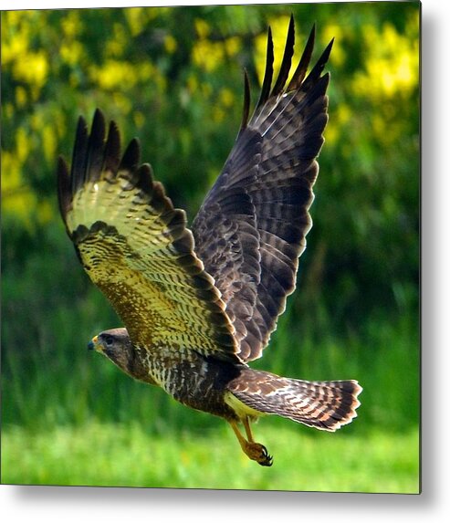 Faclon Metal Print featuring the photograph Falcon in Flight by Catherine Murton