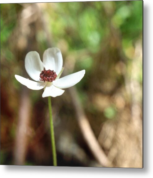 Flower Metal Print featuring the photograph Flower among the olives by Paul Cowan