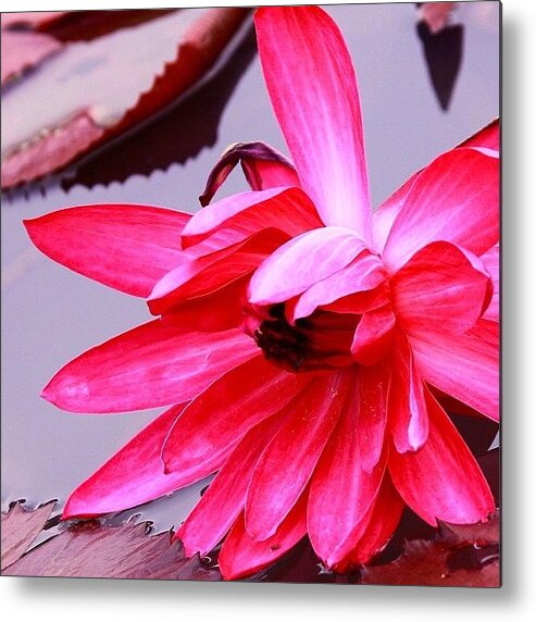 Love Metal Print featuring the photograph #flower #nature #instahub #instagood by Tommy Tjahjono