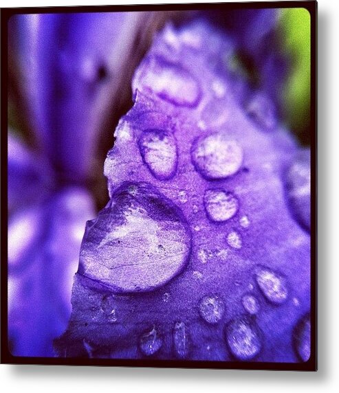 Beautiful Metal Print featuring the photograph #flower #petal #purple #rain by Jason Fang