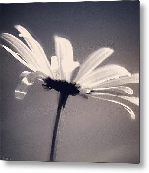 æøå Metal Print featuring the photograph Flower Power G'night! Close Up Of An by Solveig Lae