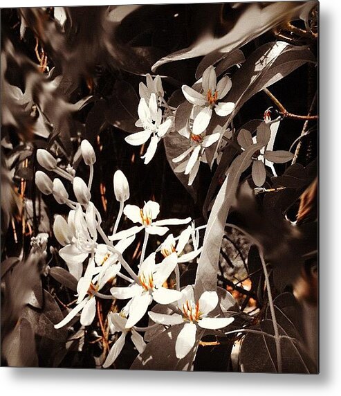 Mobilephotography Metal Print featuring the photograph Flowers by Ellie Doong