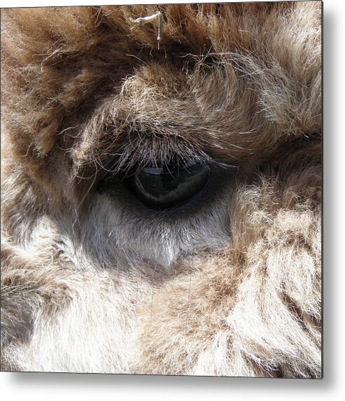 Alpaca Metal Print featuring the photograph Fluffy Eyes by Kim Galluzzo Wozniak