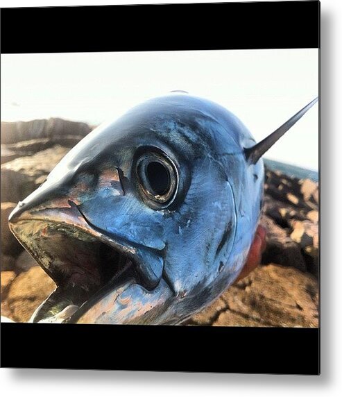 Fish Metal Print featuring the photograph Flying Bonito by Austin Orr