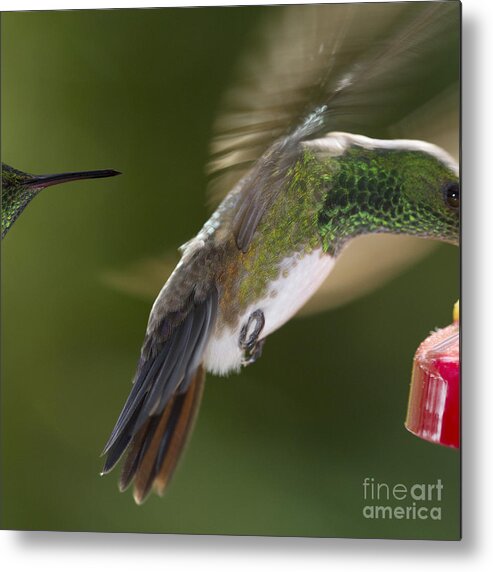 Hummingbird Metal Print featuring the photograph Follow-up by Heiko Koehrer-Wagner