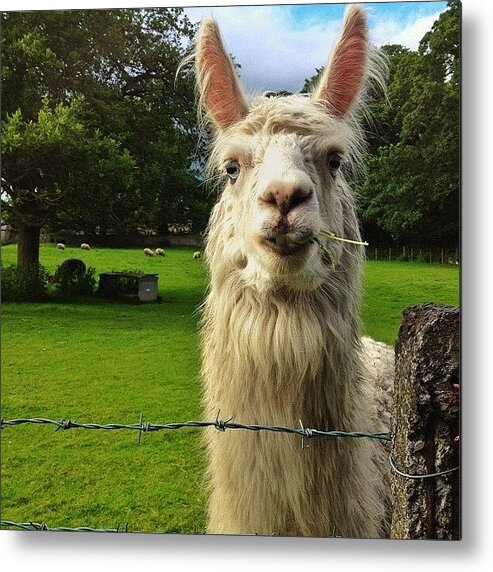 Barbwire Metal Print featuring the photograph Found Some #llamas While Out On A Walk! by Miss Wilkinson