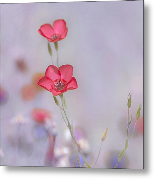 Spring Metal Print featuring the photograph Fresh Air by Joel Olives