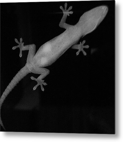 Baw Metal Print featuring the photograph Gecko On A Window 2 by Cameron Bentley