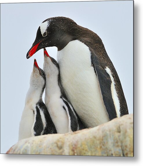 Gentoo Penguin Metal Print featuring the photograph Gentoo Feeding Time by Tony Beck