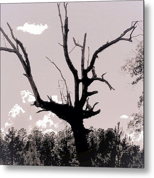 Nature Metal Print featuring the photograph Ghost Tree by Susan McGurl