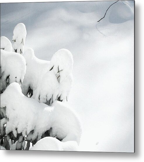 Winter Metal Print featuring the photograph Ghostly Snow Covered Bush by Pamela Hyde Wilson
