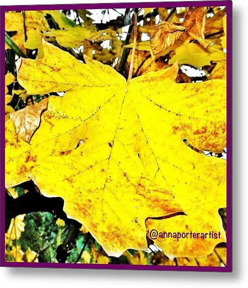 Fall Color Metal Print featuring the photograph Giant Maple Leaf by Anna Porter