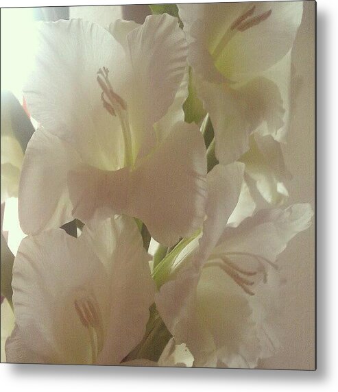 Summer Metal Print featuring the photograph Gladioli by Kimberley Dennison