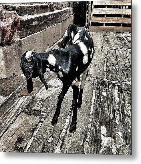 Instaaaaah Metal Print featuring the photograph #goat #animal #farm #all_shots by Kokky Lawrence