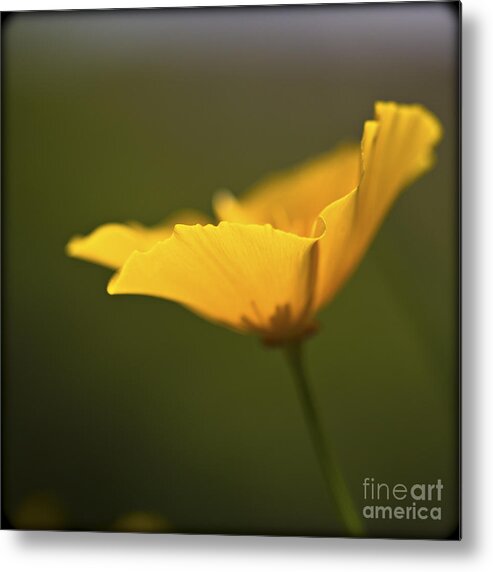 Golden Metal Print featuring the photograph Golden afternoon. by Clare Bambers