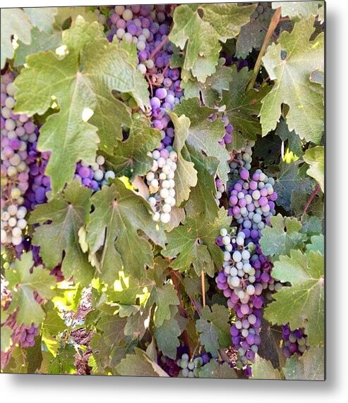 Beautiful Metal Print featuring the photograph Grapevines #grapes #grapevine by Paul Wallingford