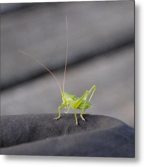 Igersaustria Metal Print featuring the photograph #grasshopper On A #bag, Maybe Lazy And by Ronald Duck