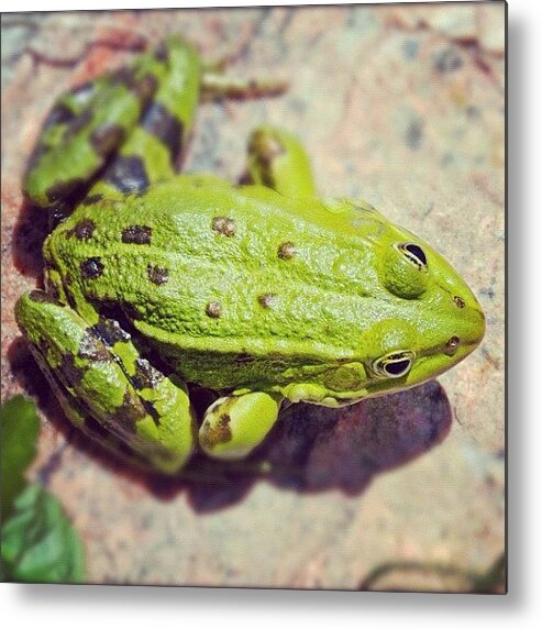 Frog Metal Print featuring the photograph Green frog sitting on stone by Matthias Hauser