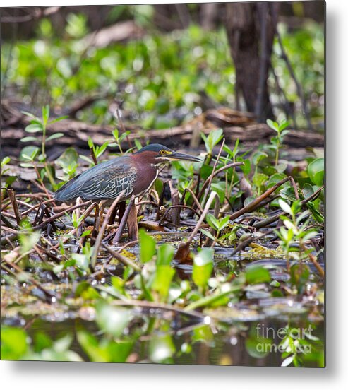 Green Heron Metal Print featuring the photograph Green Heron by Louise Heusinkveld