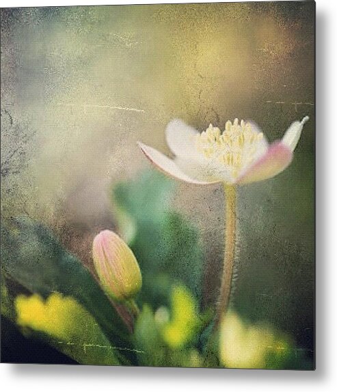 Simplicity Metal Print featuring the photograph Green Lover by Joel Lopez