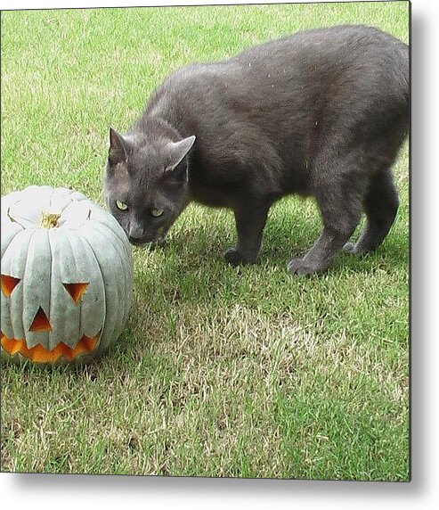 Petstagram Metal Print featuring the photograph Halloween Penny 🐱 by Cameron Bentley