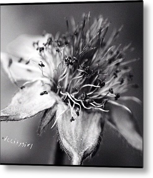 Macroflower Metal Print featuring the photograph Happy Hump Day! Today I'm Meeting by Dccitygirl WDC
