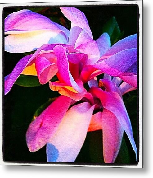Hubflowers Metal Print featuring the photograph Heart Of The Magnolia By Anna Porter by Anna Porter