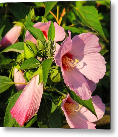 Hibiscus Metal Print featuring the photograph Hibiscus In Summer by Angie Tirado
