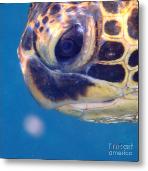 Honu Metal Print featuring the photograph Honu Ho'okalakupua by Suzette Kallen