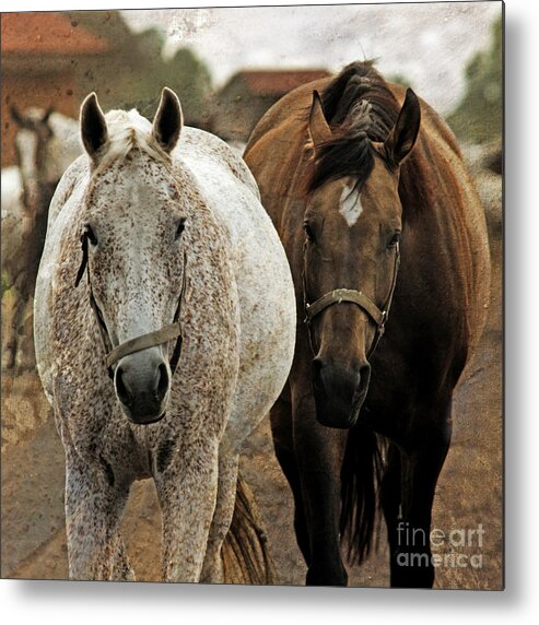  Metal Print featuring the photograph Horses On The Paddock by Ang El