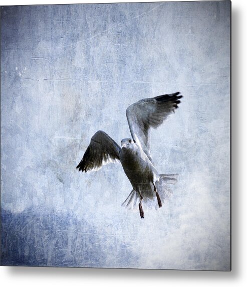 Gull Metal Print featuring the photograph Hovering Seagull by Carol Leigh