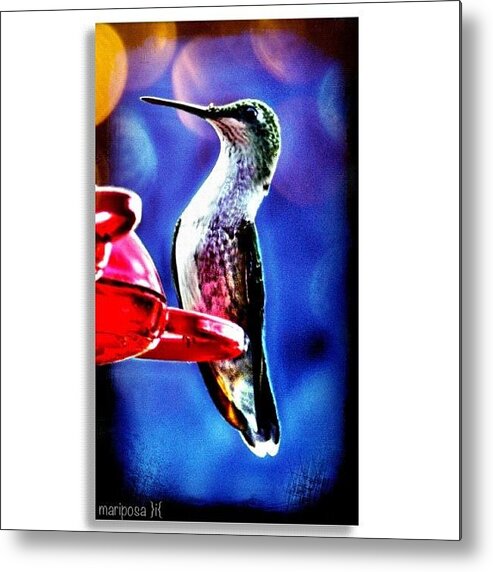 Nature Metal Print featuring the photograph Hummingbird by Mari Posa