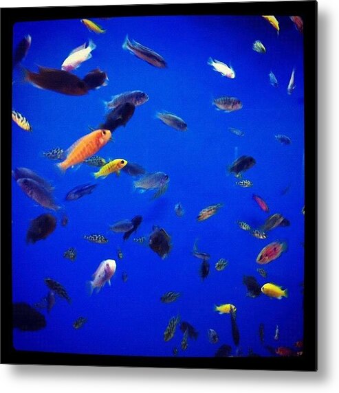Fishstore Metal Print featuring the photograph Hundreds Of Tiny Fish by Kristina Parker